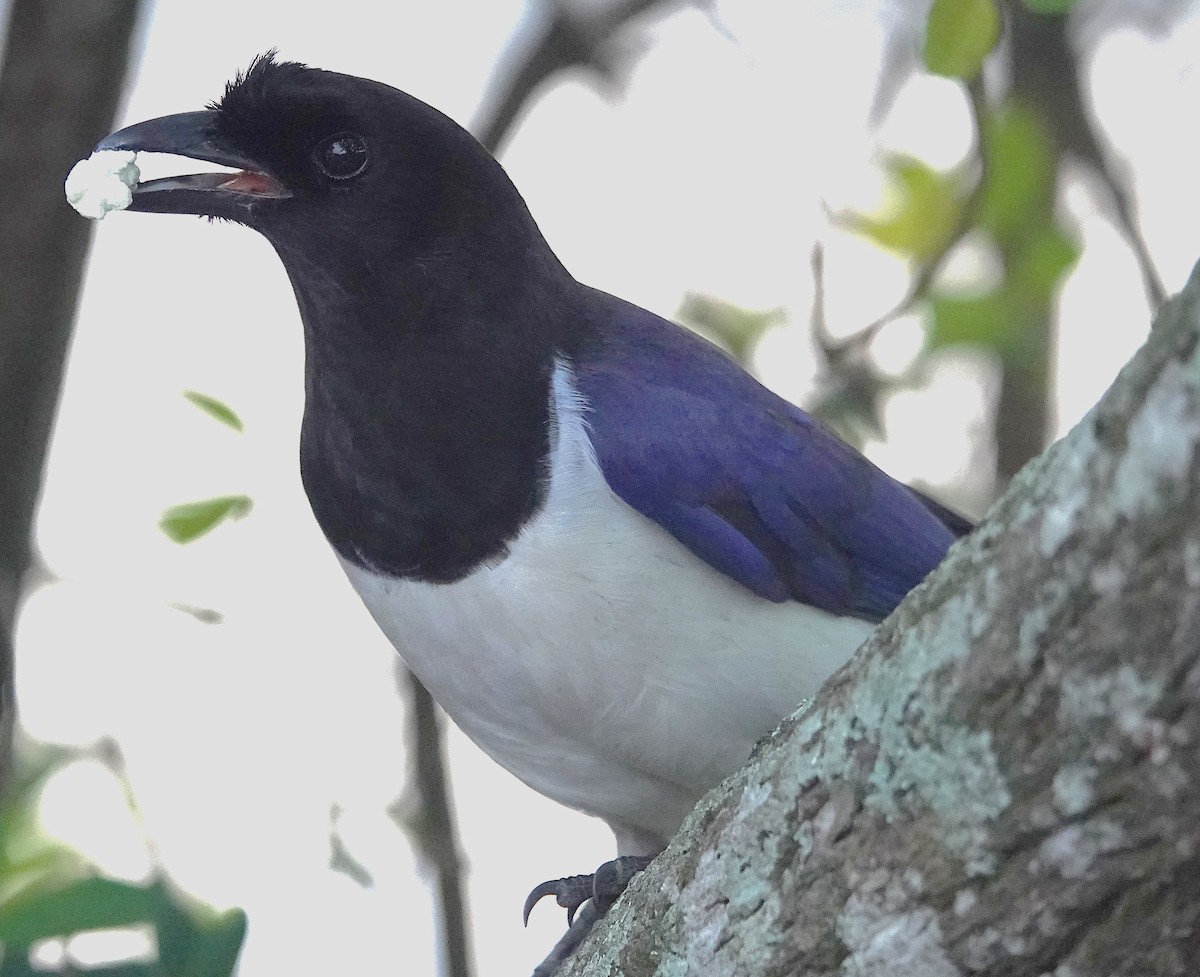 Curl-crested Jay - ML638805707