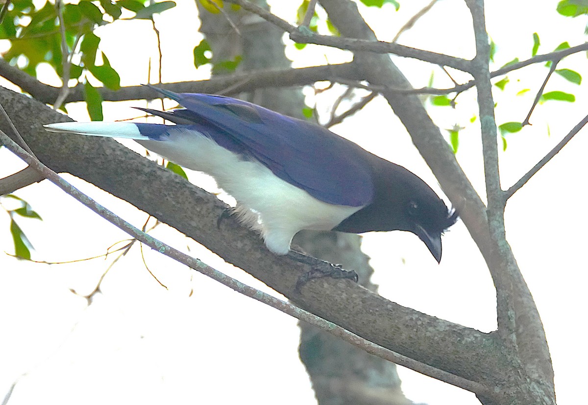 Curl-crested Jay - ML638805708