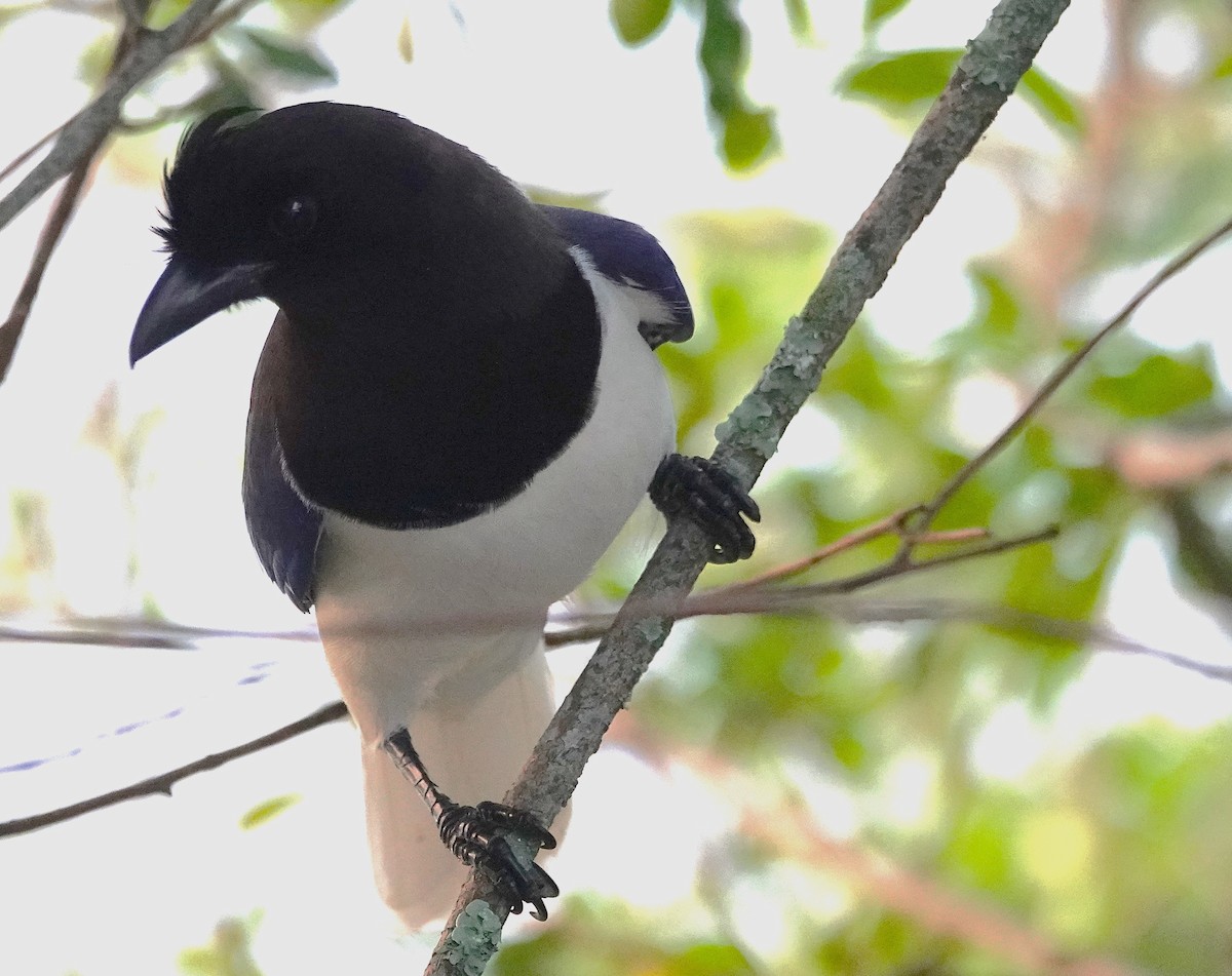 Curl-crested Jay - ML638805711