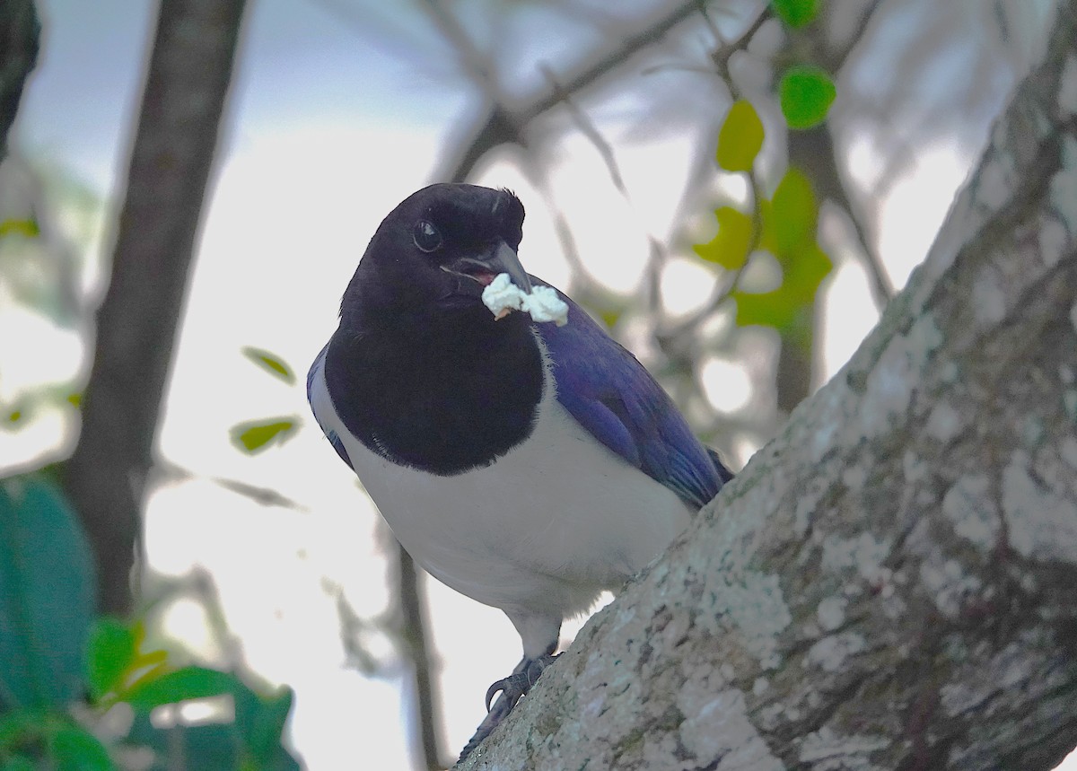 Curl-crested Jay - ML638805715