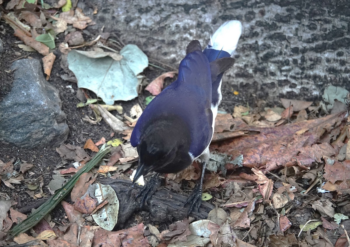 Curl-crested Jay - ML638805717
