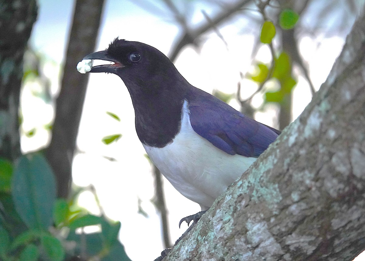 Curl-crested Jay - ML638805718