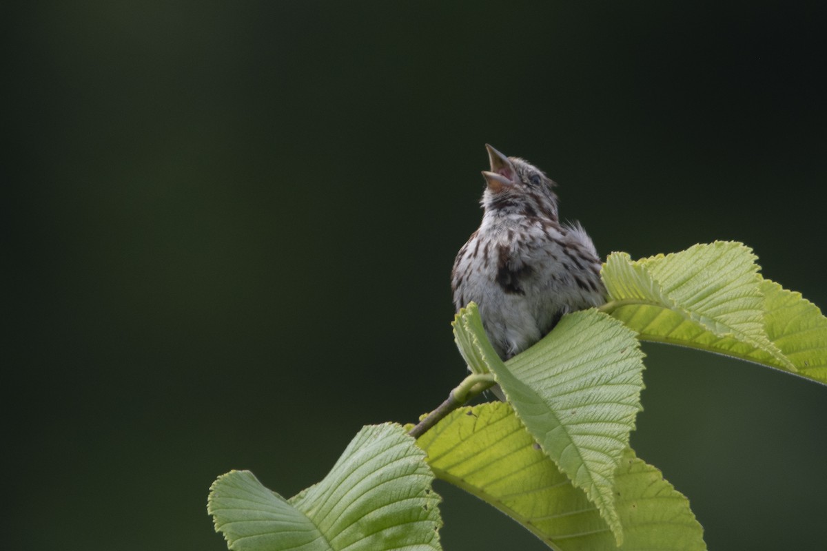 Song Sparrow (melodia/atlantica) - ML638805729