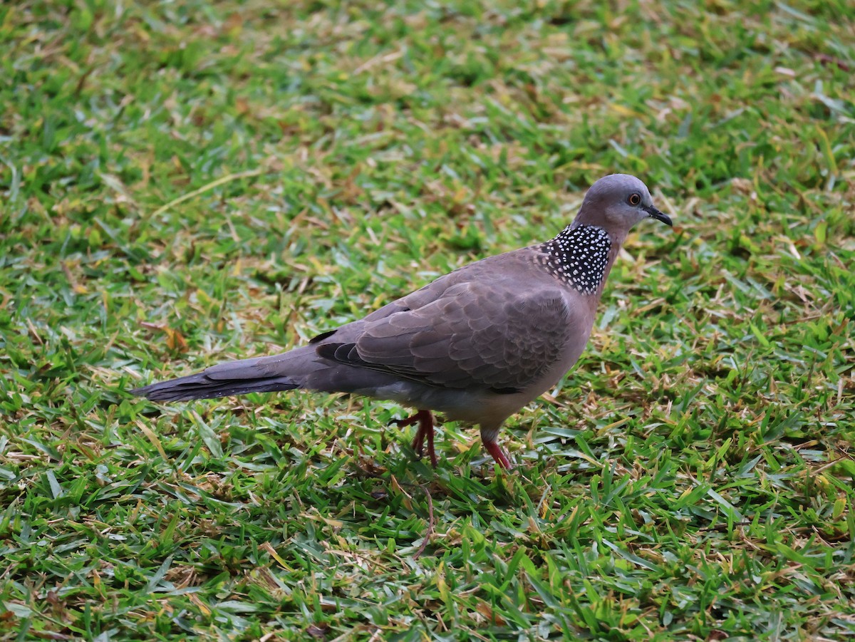 Spotted Dove - ML638805744