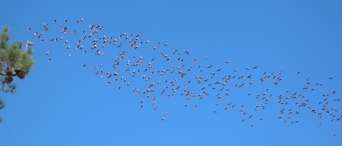 Galah - ML638805747