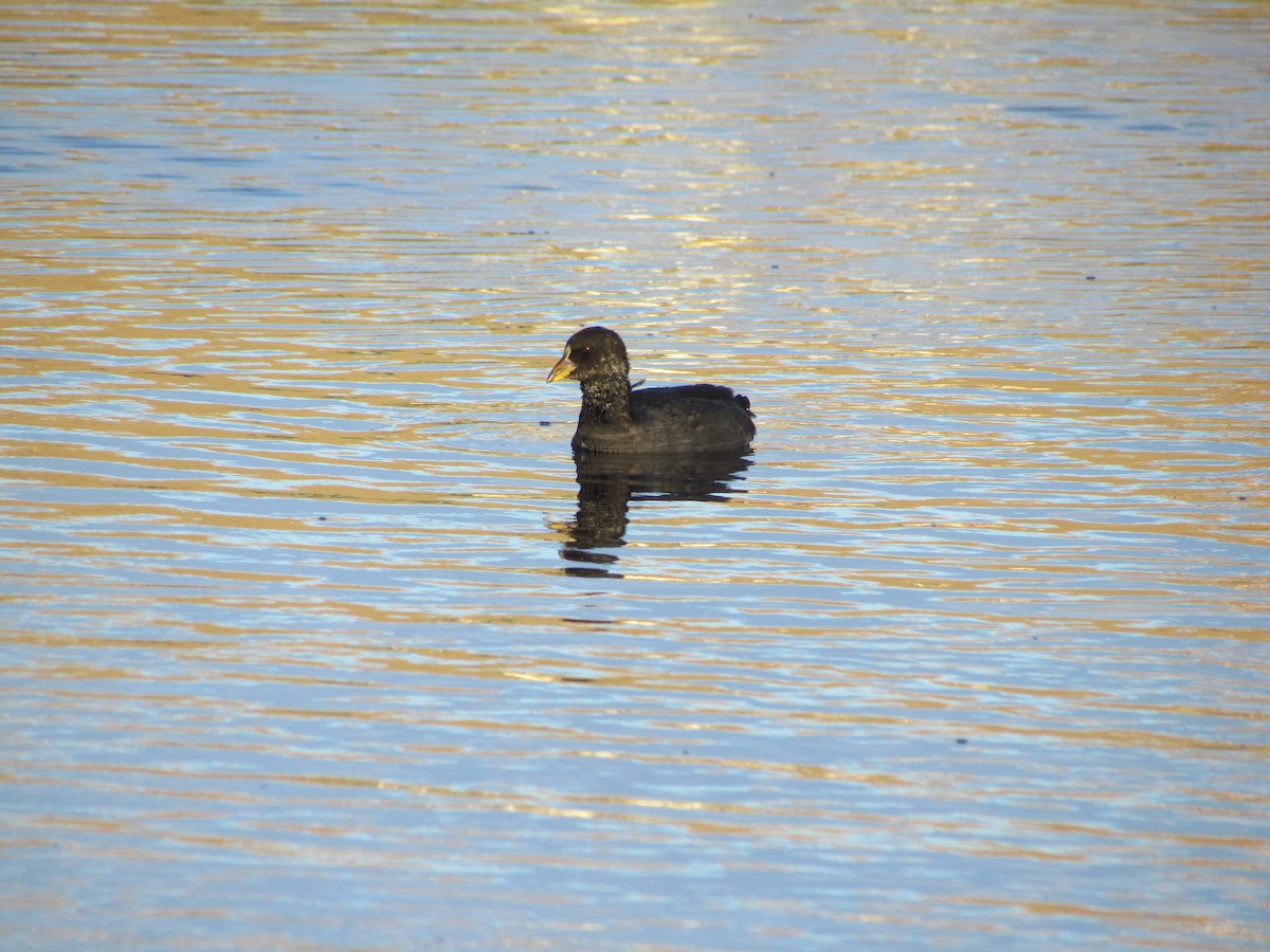 Red-gartered Coot - ML638805800