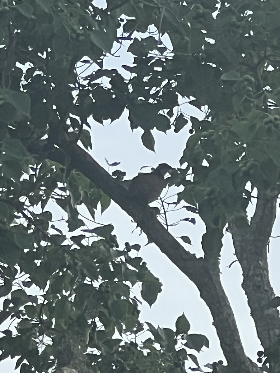 Виргинский перепел - ML638805803