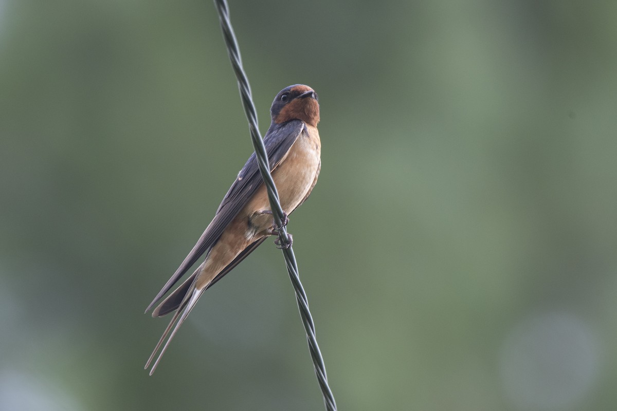 Barn Swallow (American) - ML638805806