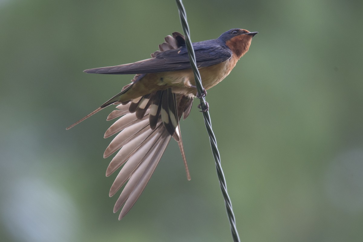 Barn Swallow (American) - ML638805807