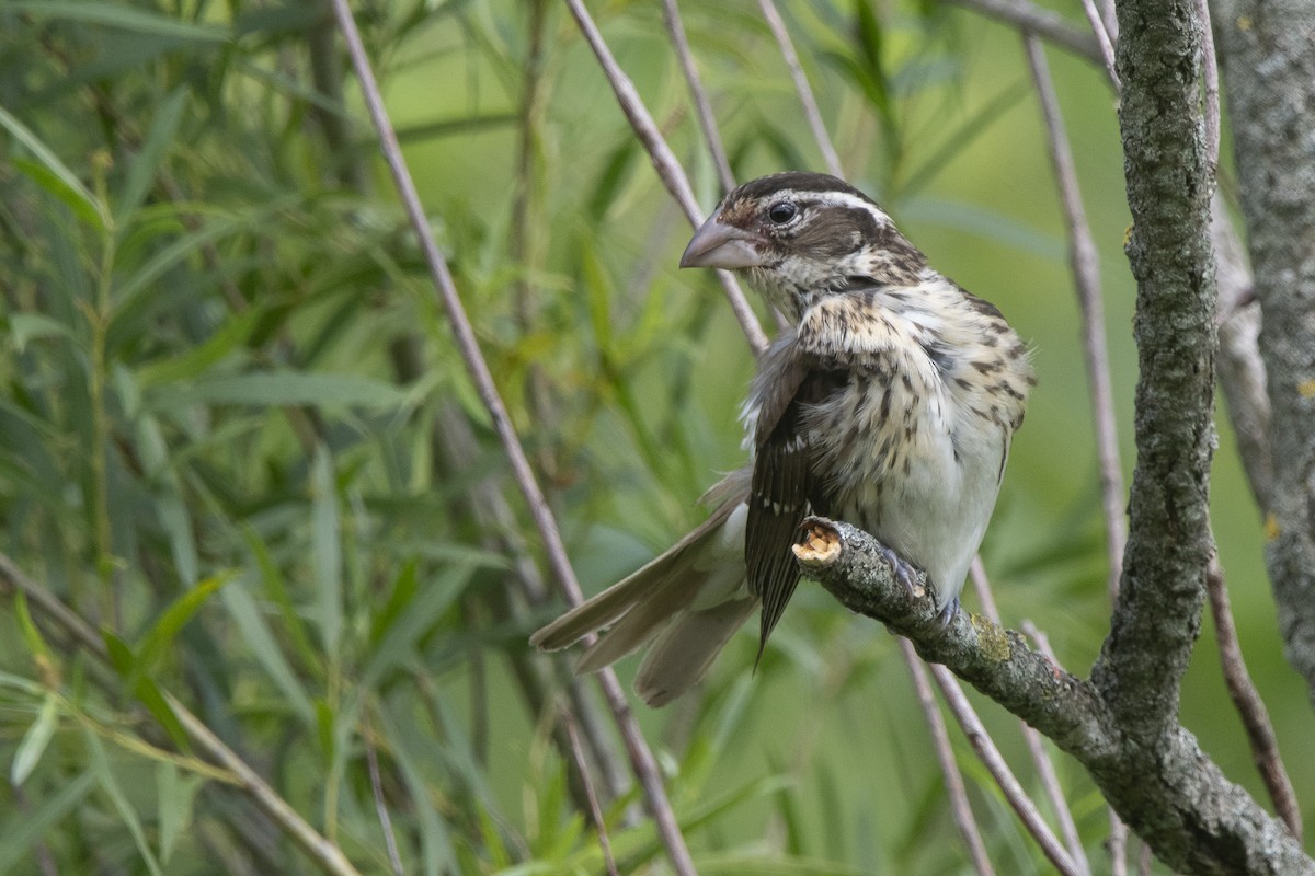 Rose-breasted Grosbeak - ML638805821