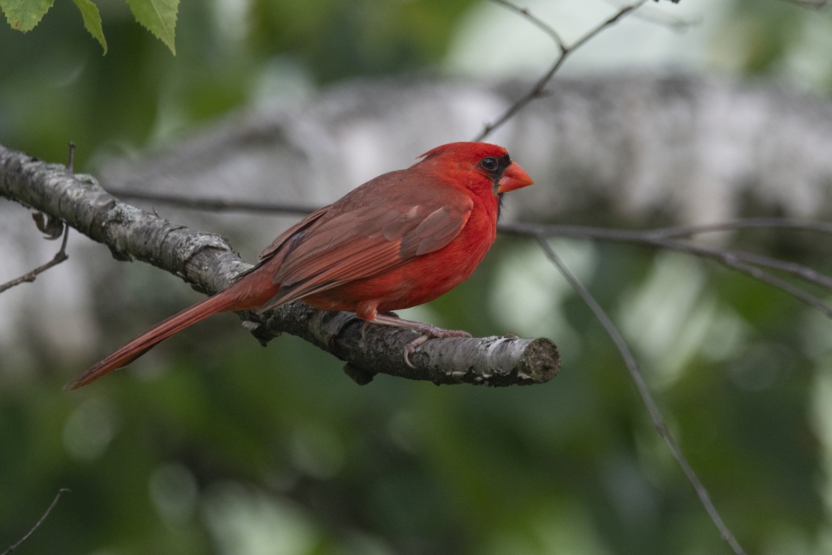 Northern Cardinal - ML638805835