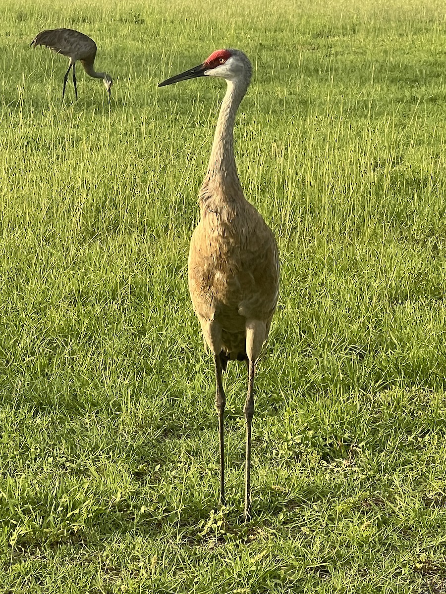 Канадский журавль - ML638805857