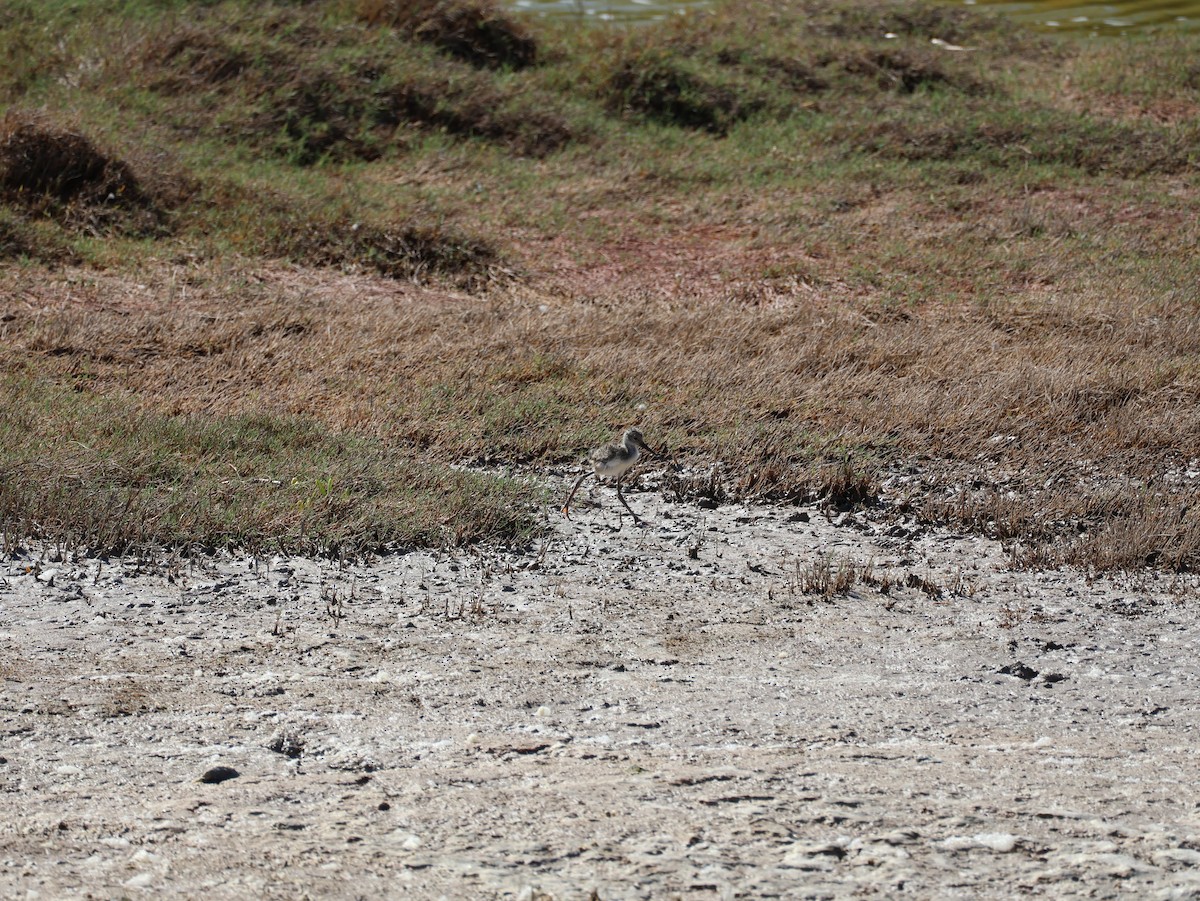 pisila černokrká - ML638805863