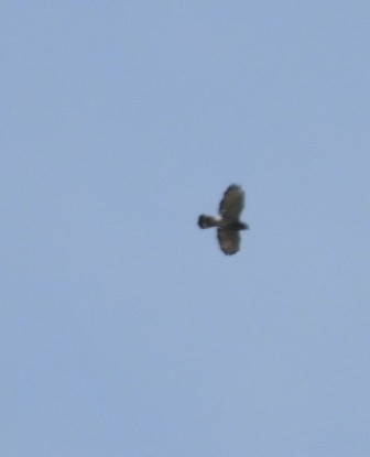 Broad-winged Hawk - ML638805883