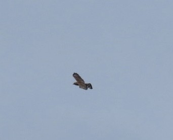 Broad-winged Hawk - ML638805884