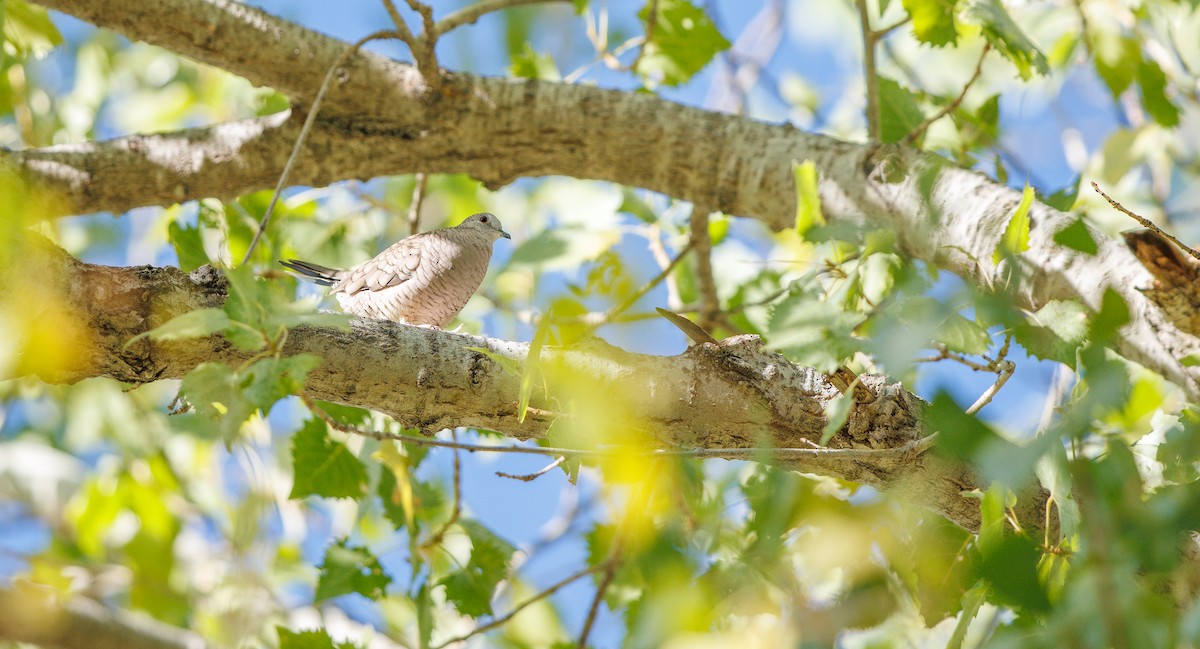 Inca Dove - ML638805892