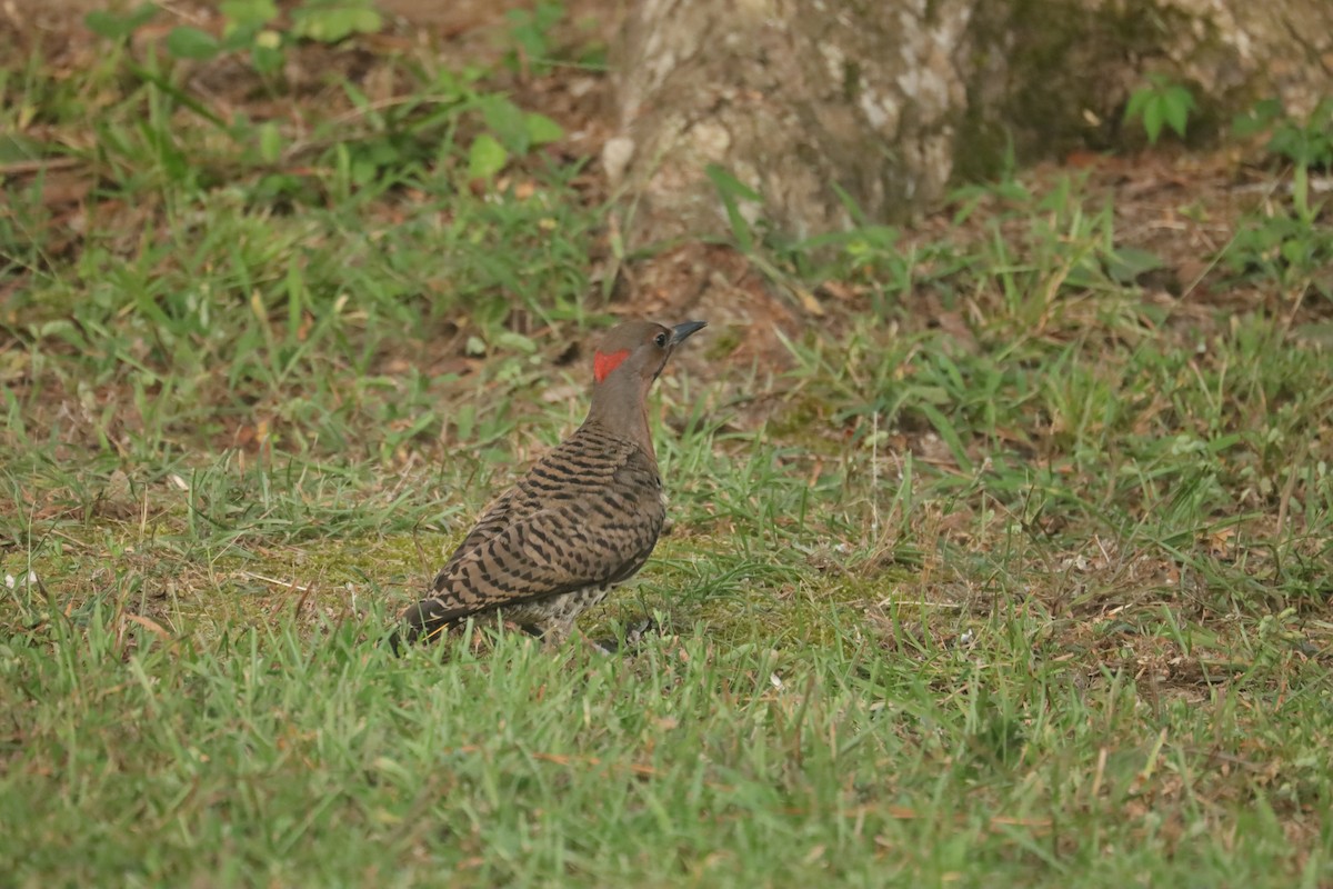 Northern Flicker - ML638805922