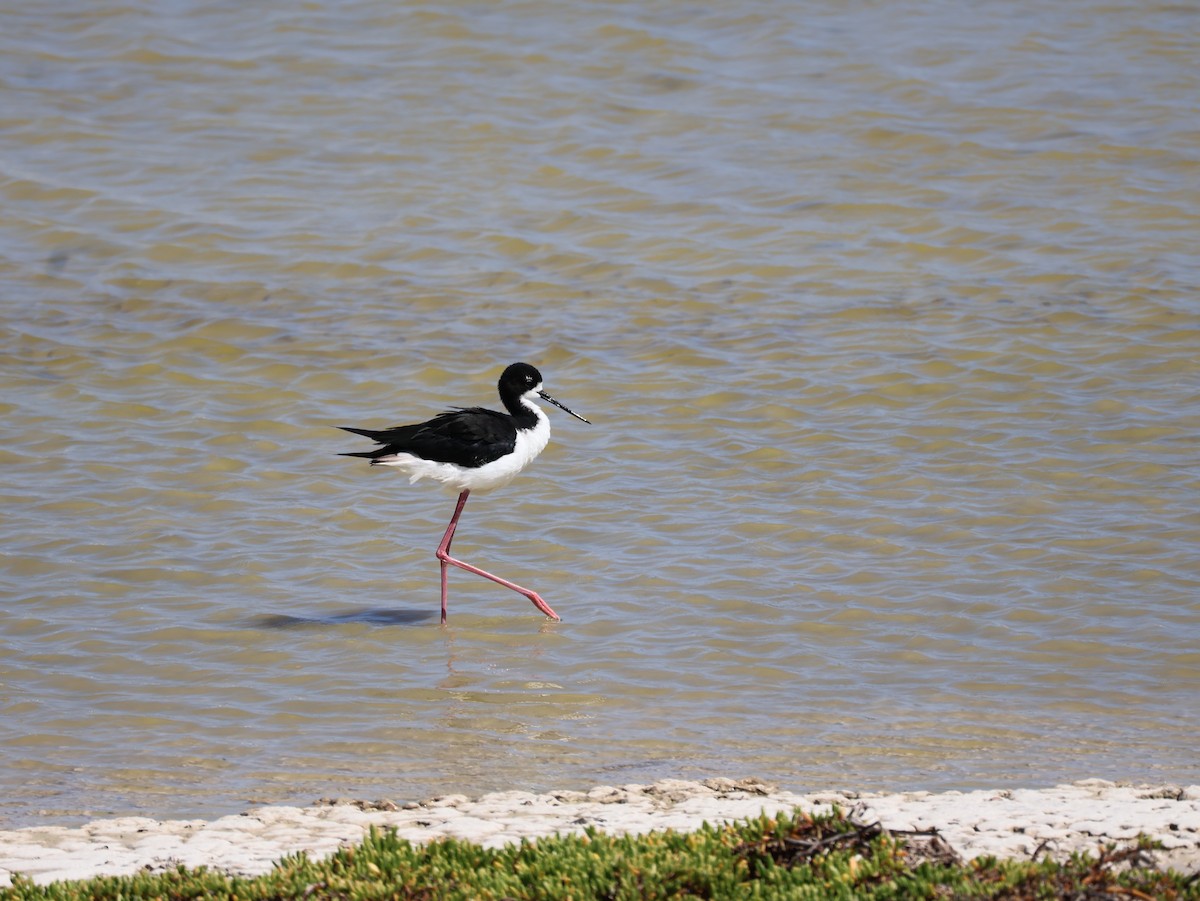 pisila černokrká - ML638805929