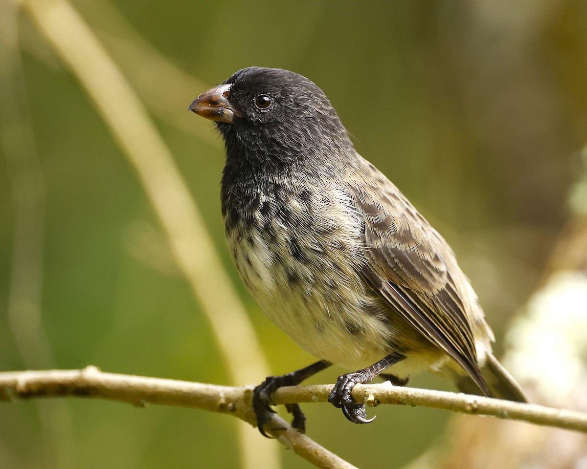 ML638805939 - Medium Tree-Finch - Macaulay Library