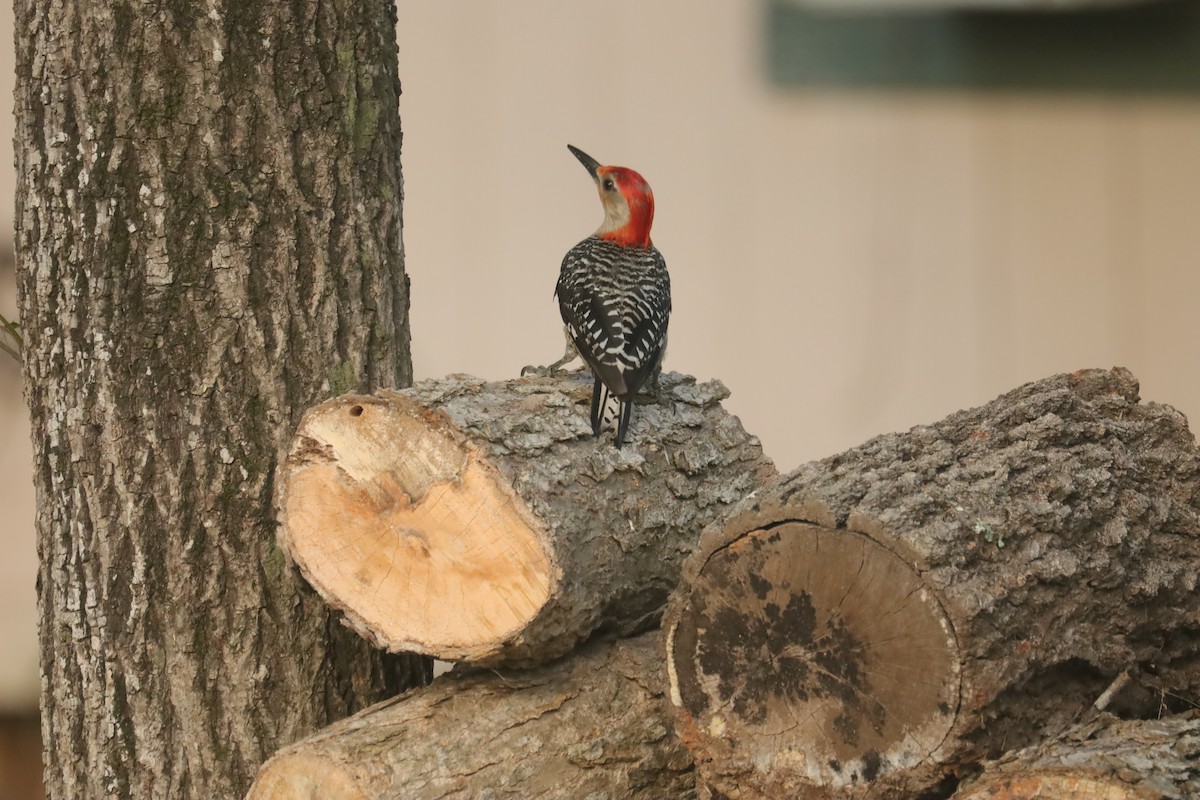 Red-bellied Woodpecker - ML638805941