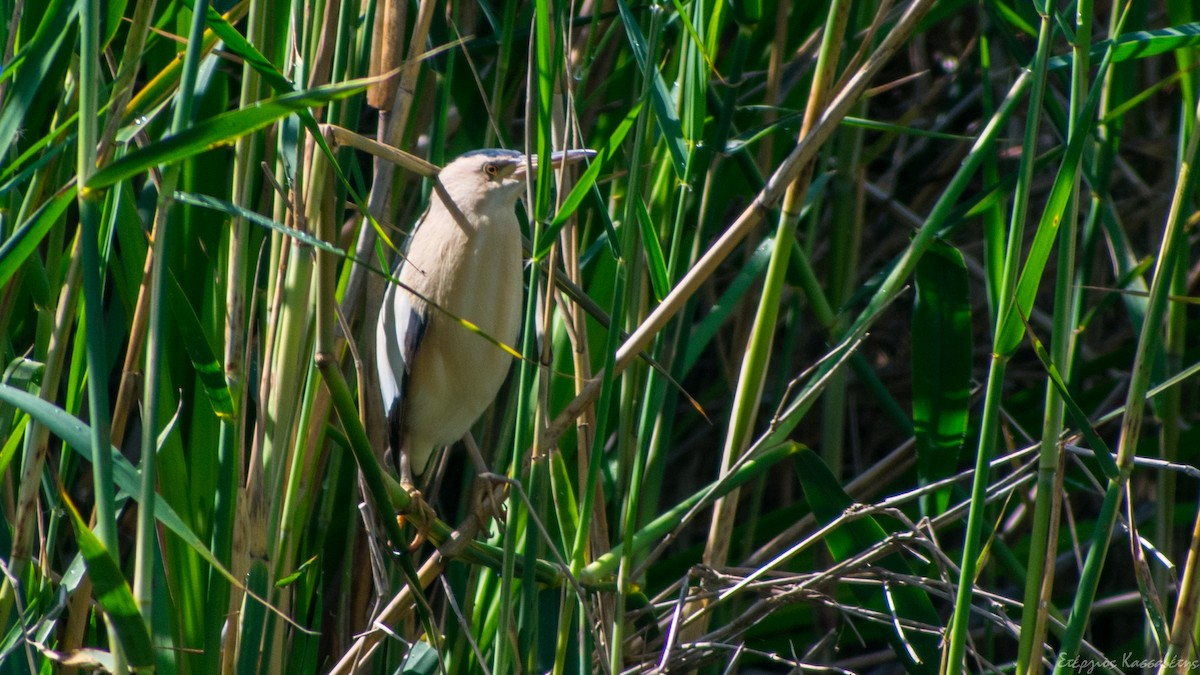 Little Bittern - ML638805943