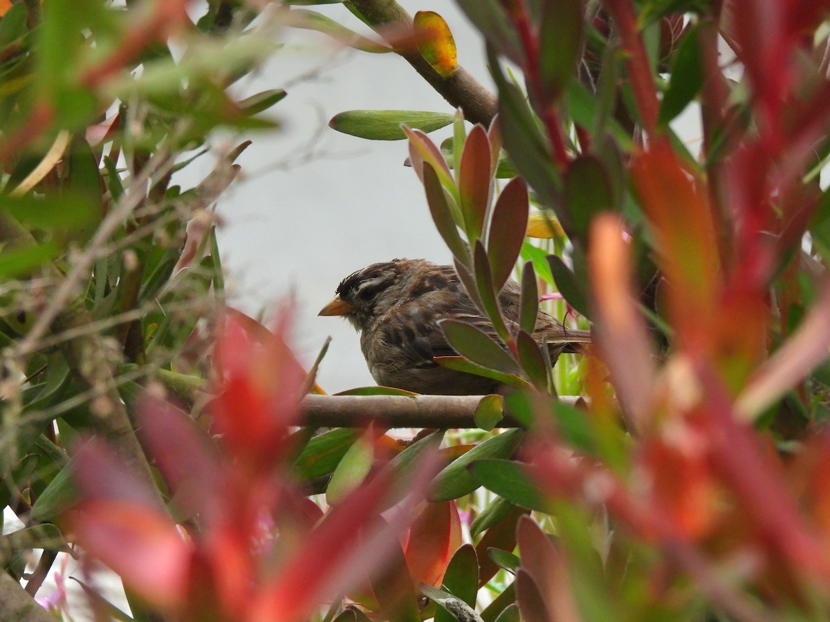 White-crowned Sparrow - ML638805969