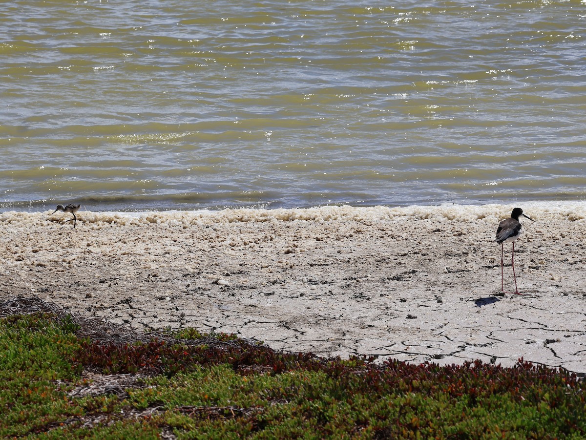 pisila černokrká - ML638806010