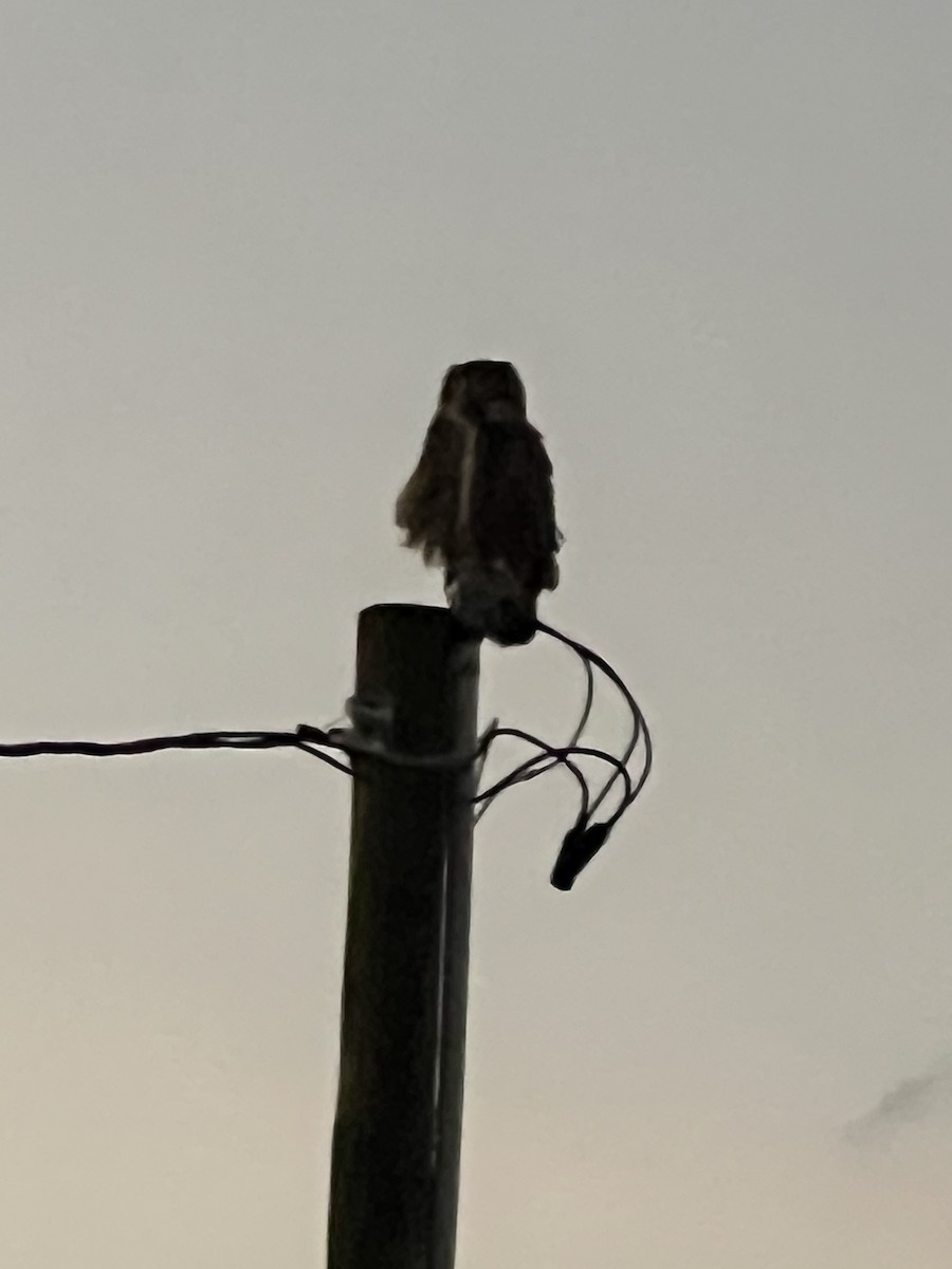 Виргинский филин - ML638806048