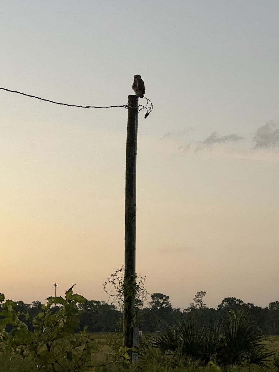 Виргинский филин - ML638806049