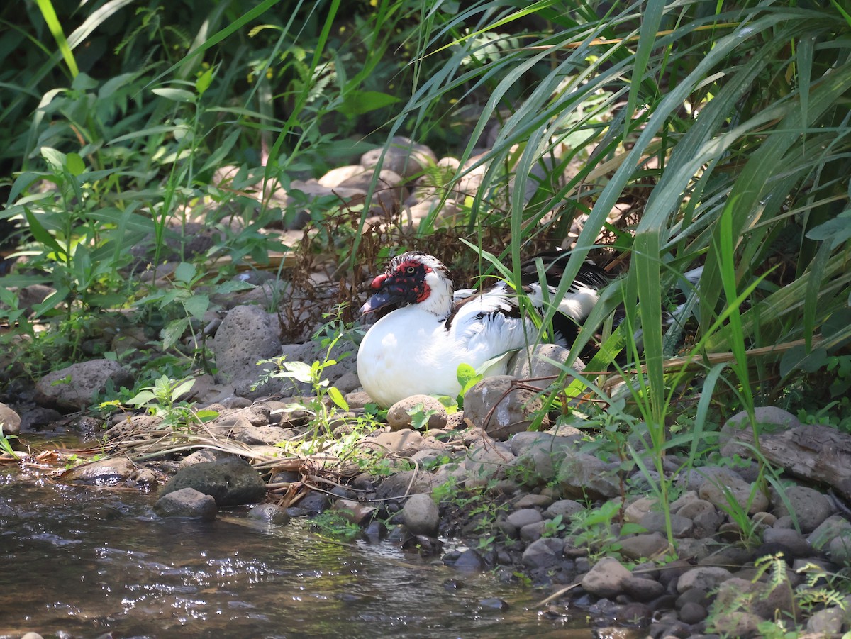 pižmovka americká (domestikovaná) - ML638806055