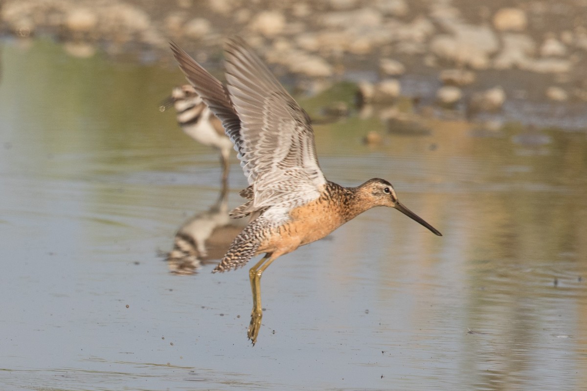 Long-billed Dowitcher - Louis Bevier