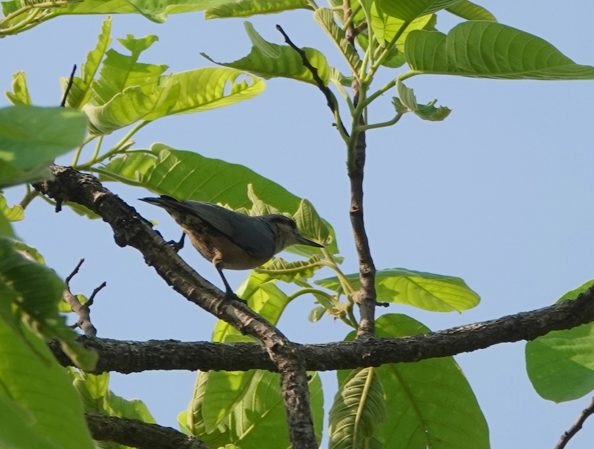 Burmese Nuthatch - ML638806176