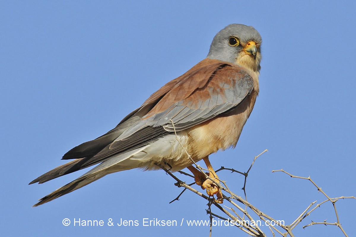 Lesser Kestrel - ML63880621