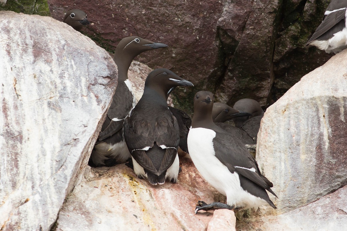 Thick-billed Murre - ML638806231