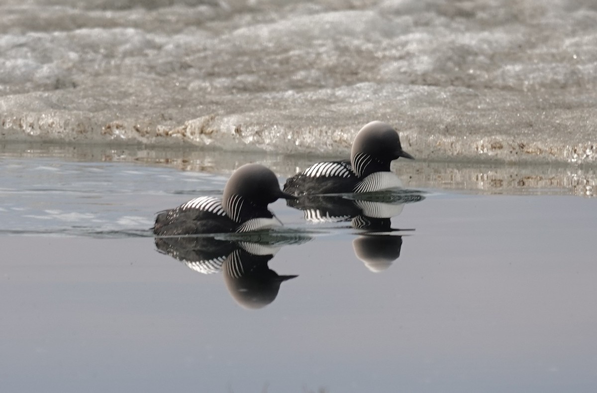 シロエリオオハム - ML638806233