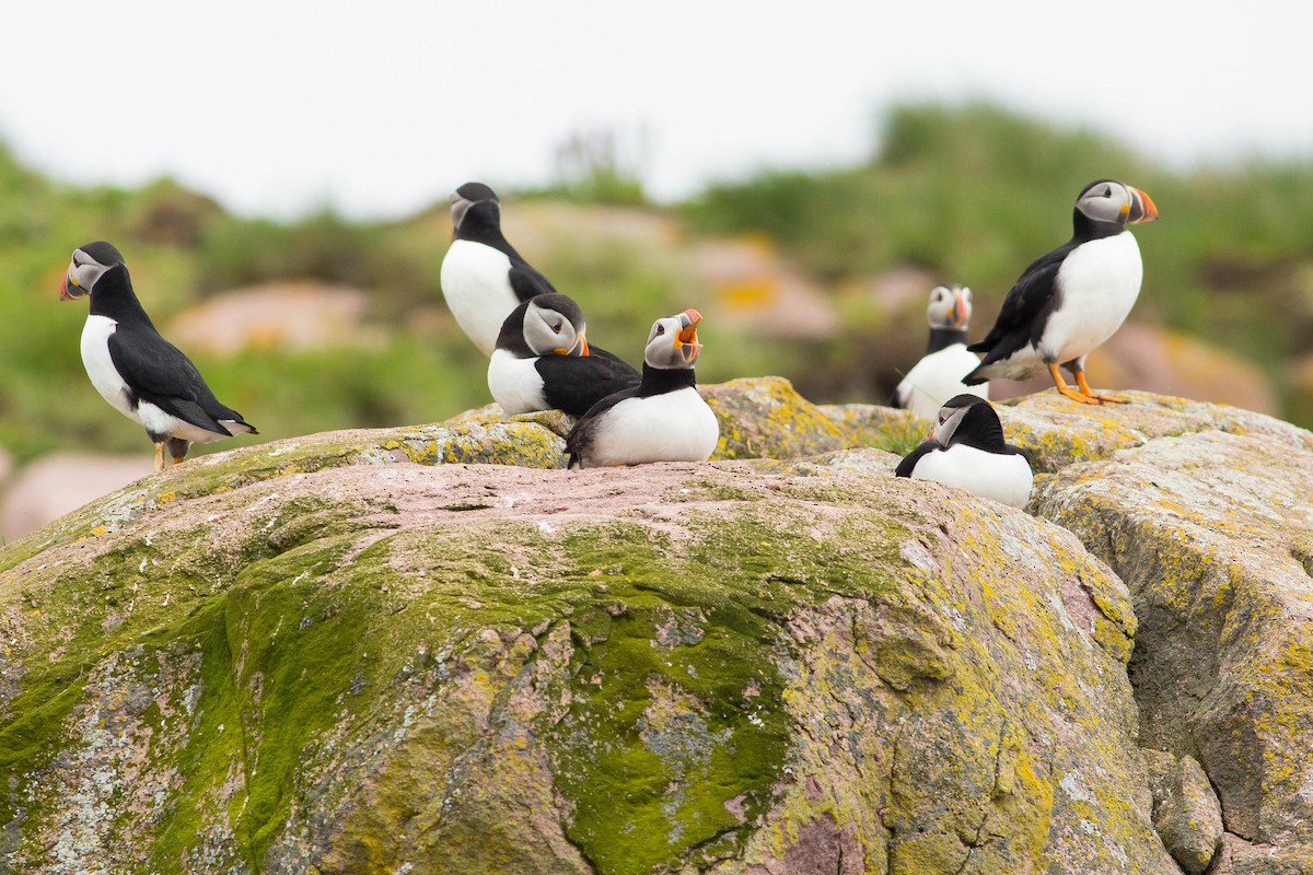 Atlantic Puffin - ML638806234
