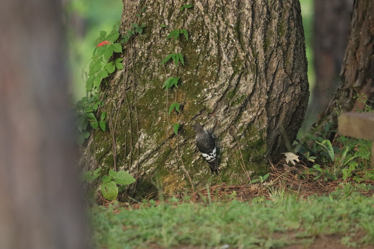 Red-headed Woodpecker - ML638806285