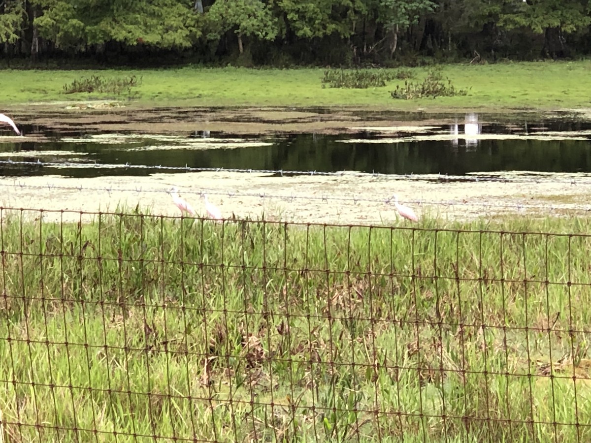 Розовая колпица - ML638806286