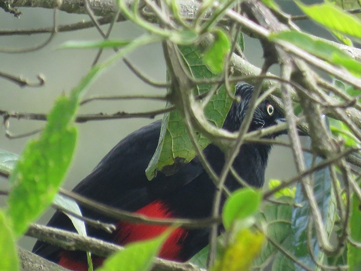 Red-bellied Grackle - ML638806308
