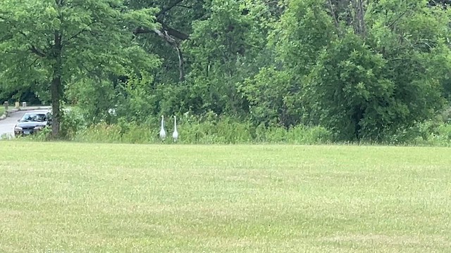 Great Egret - ML638806325