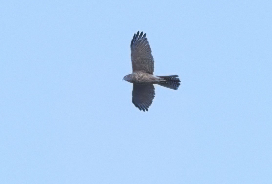 Brown Goshawk - ML638806331
