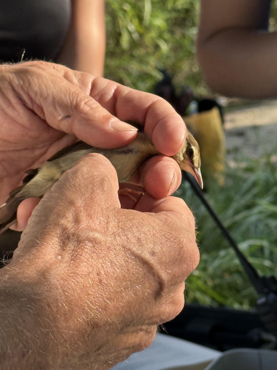 チャカブリアメリカムシクイ - ML638806334