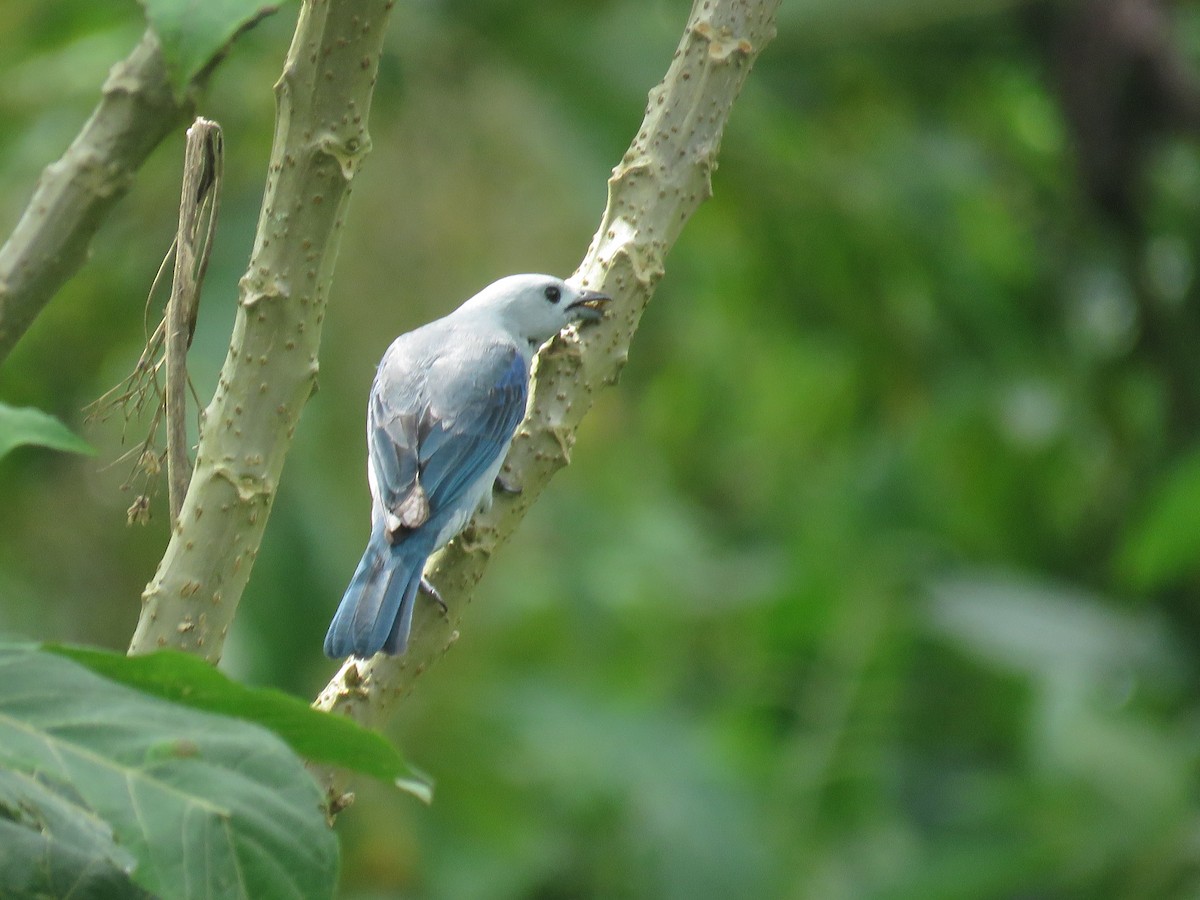 Blue-gray Tanager - ML638806339