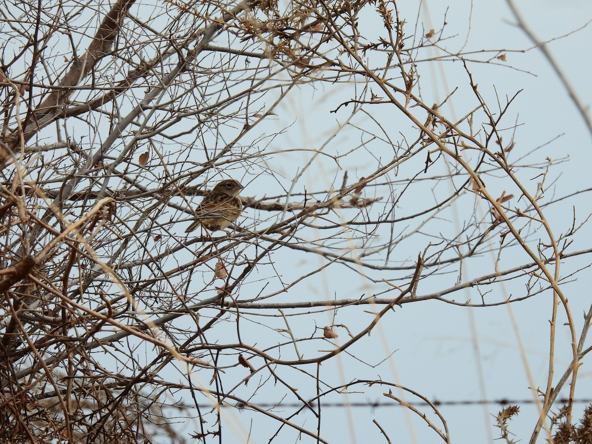 Grassland Sparrow - ML638806344
