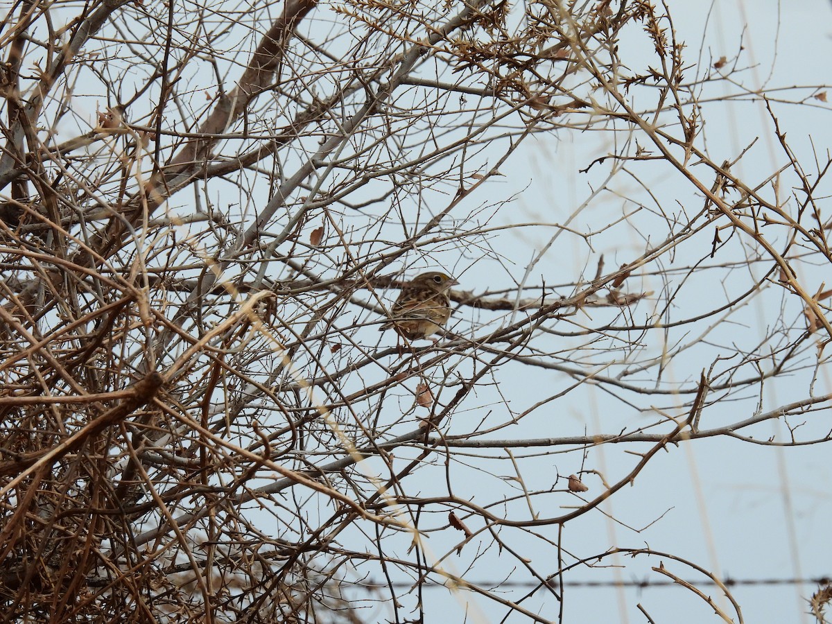 Grassland Sparrow - ML638806346