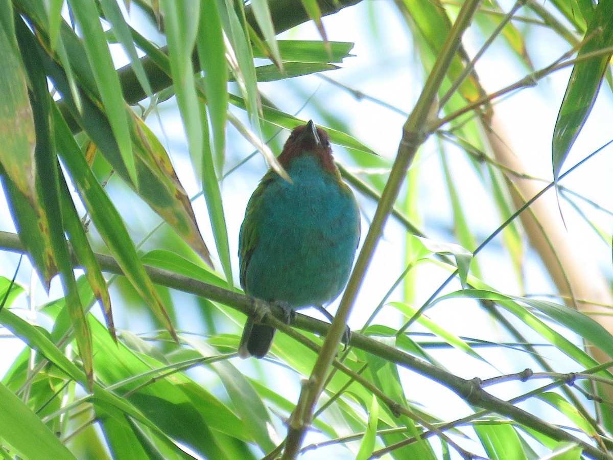 Bay-headed Tanager - ML638806354