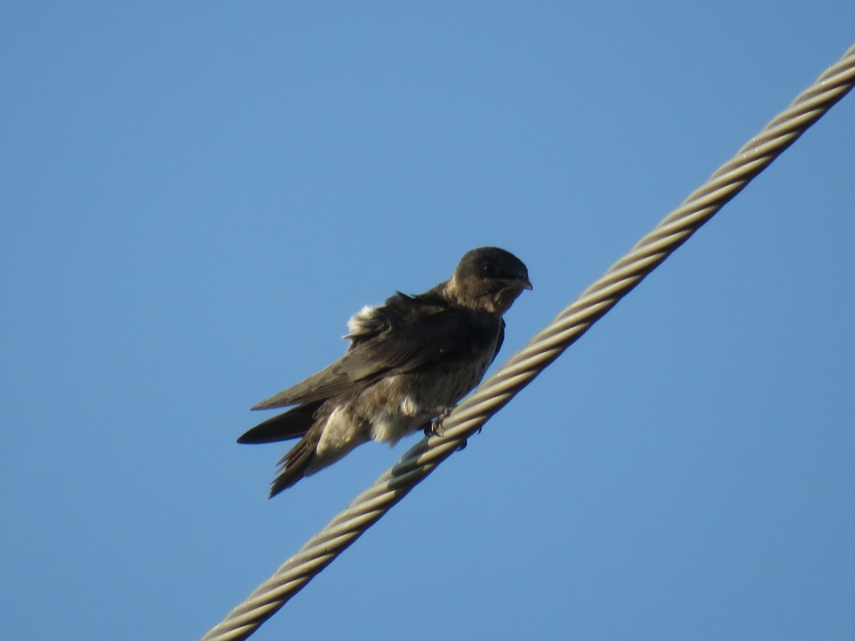 Purple Martin - ML638806369