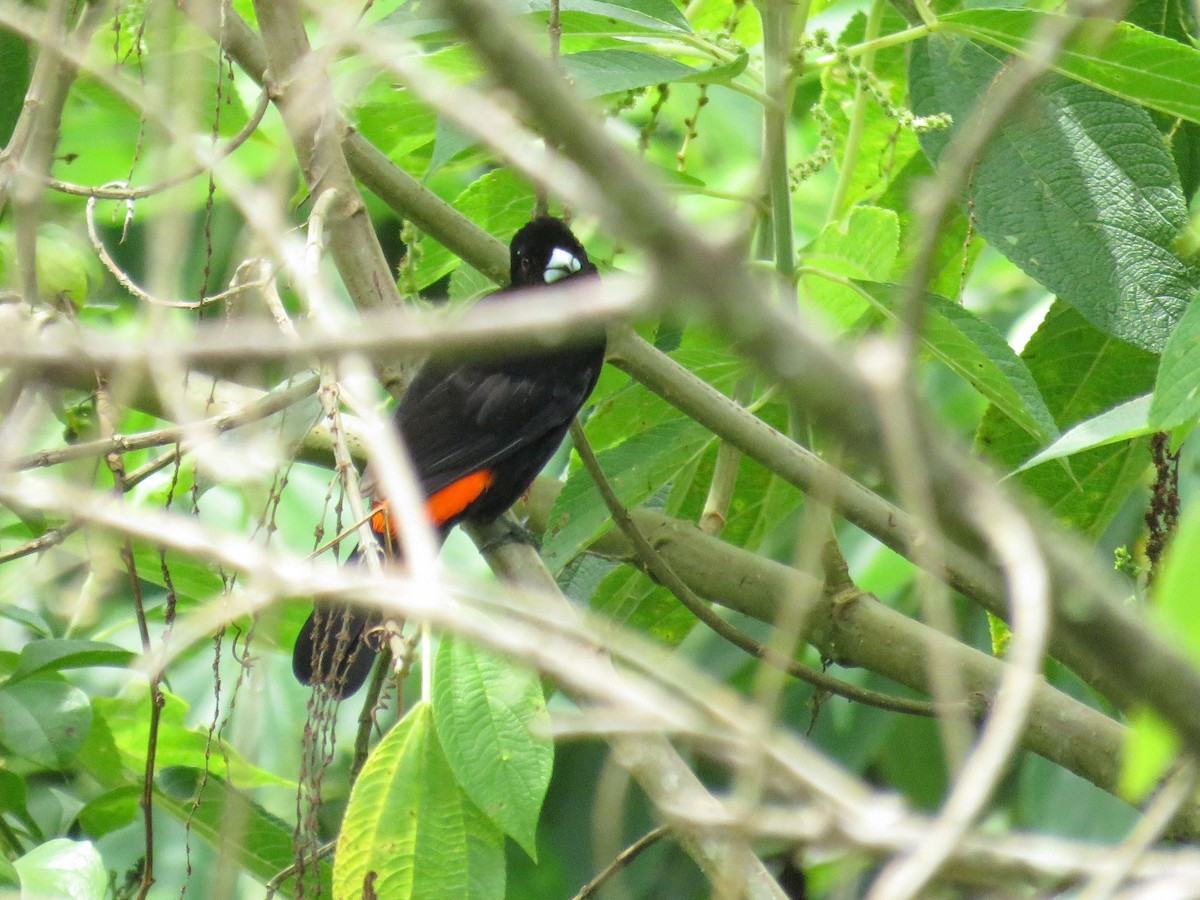 Flame-rumped Tanager (Flame-rumped) - ML638806373