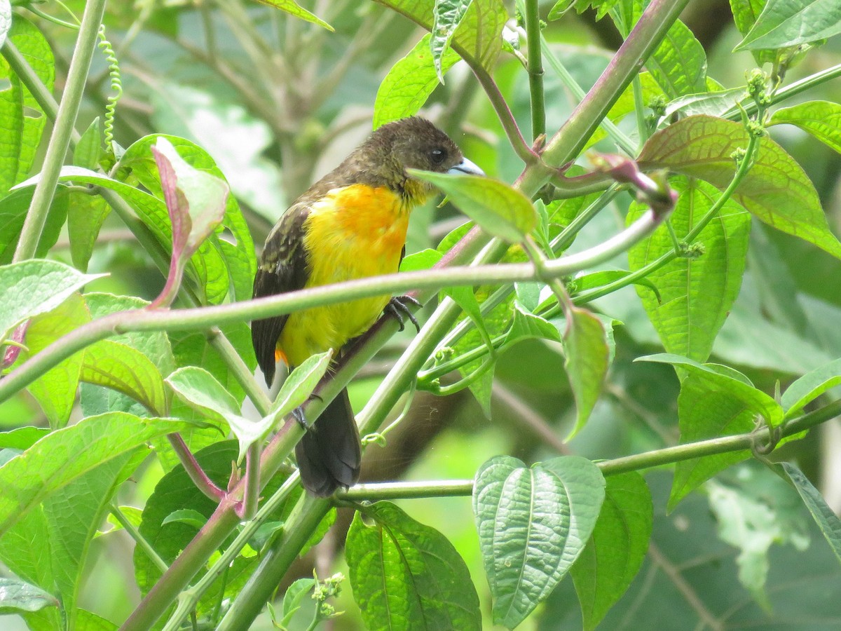 Flame-rumped Tanager (Flame-rumped) - ML638806374