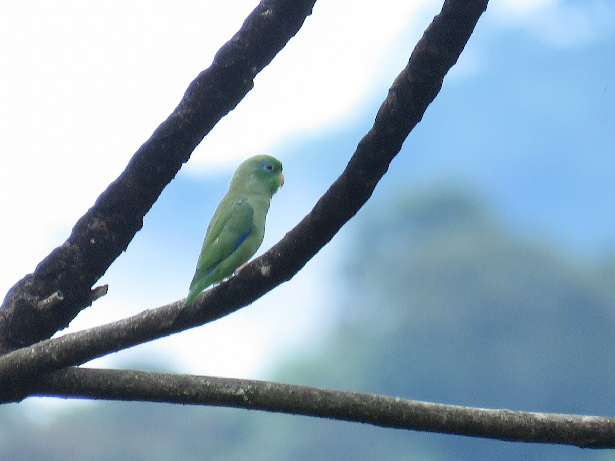 Spectacled Parrotlet - ML638806395